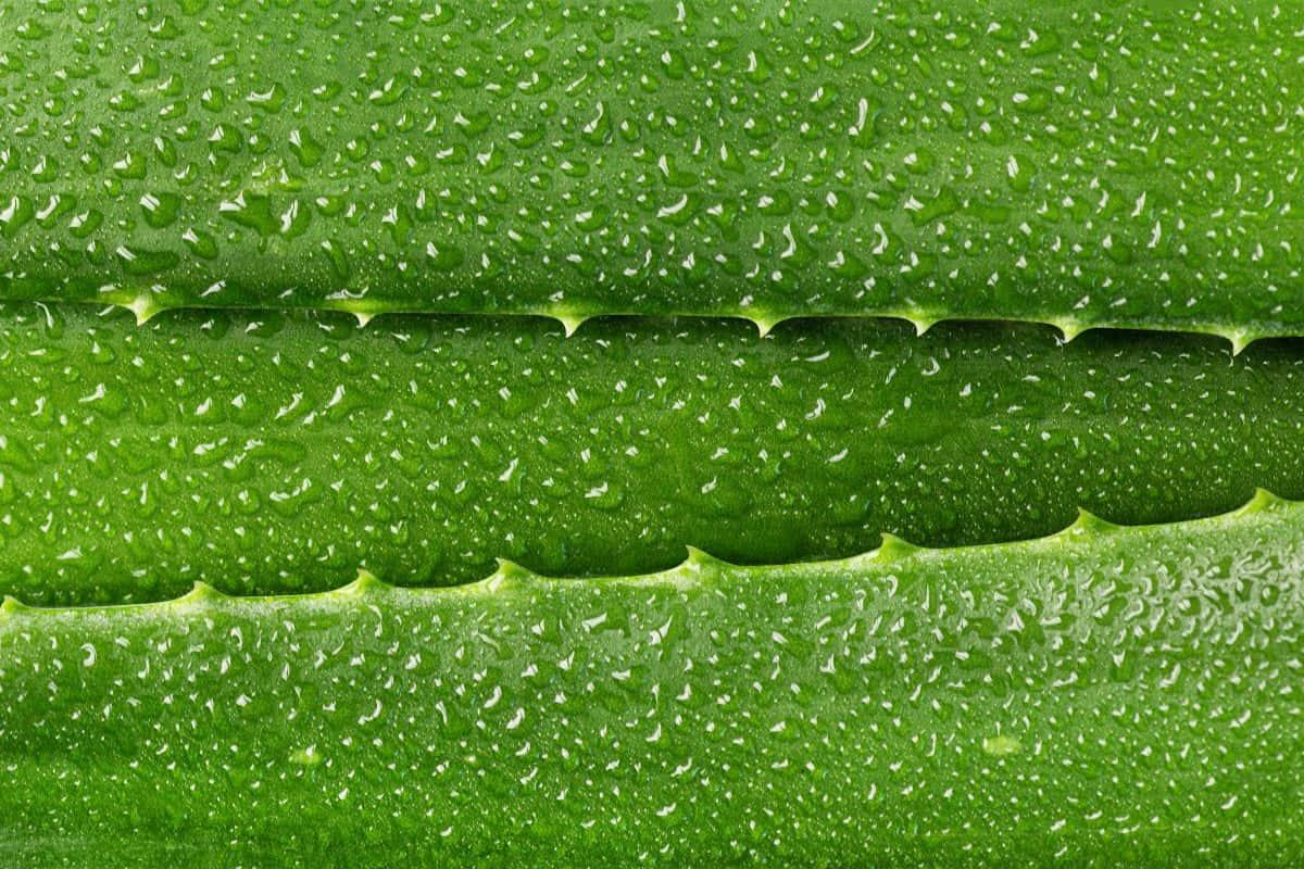 Aloe Vera